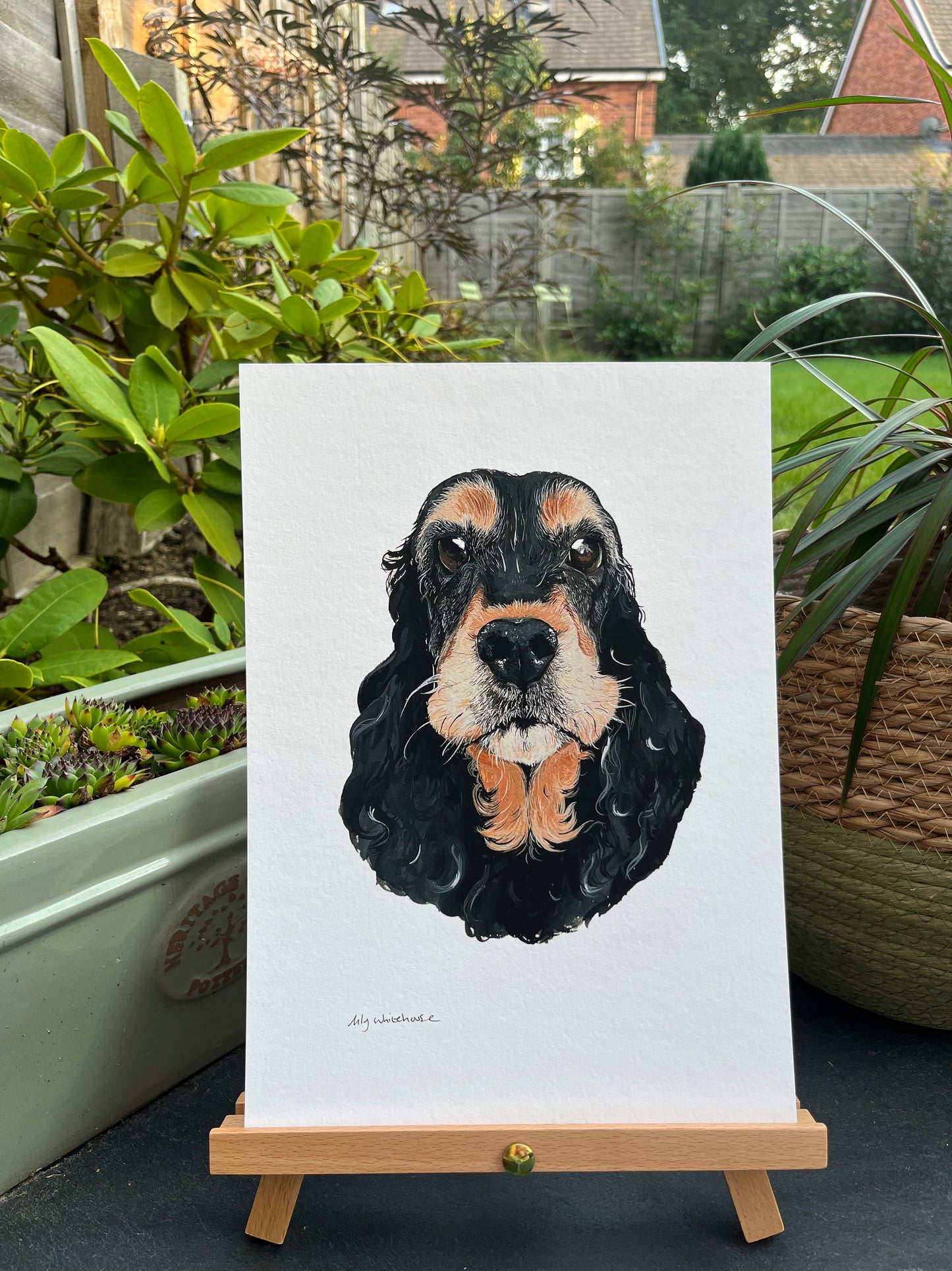 A4 COCKER SPANIEL