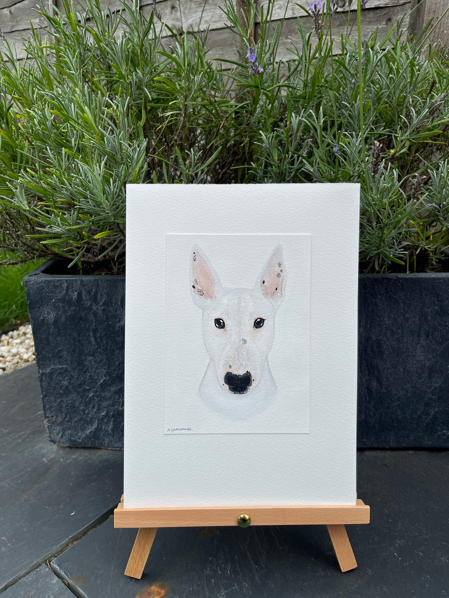 ORIGINAL ENGLISH BULL TERRIER PAINTING