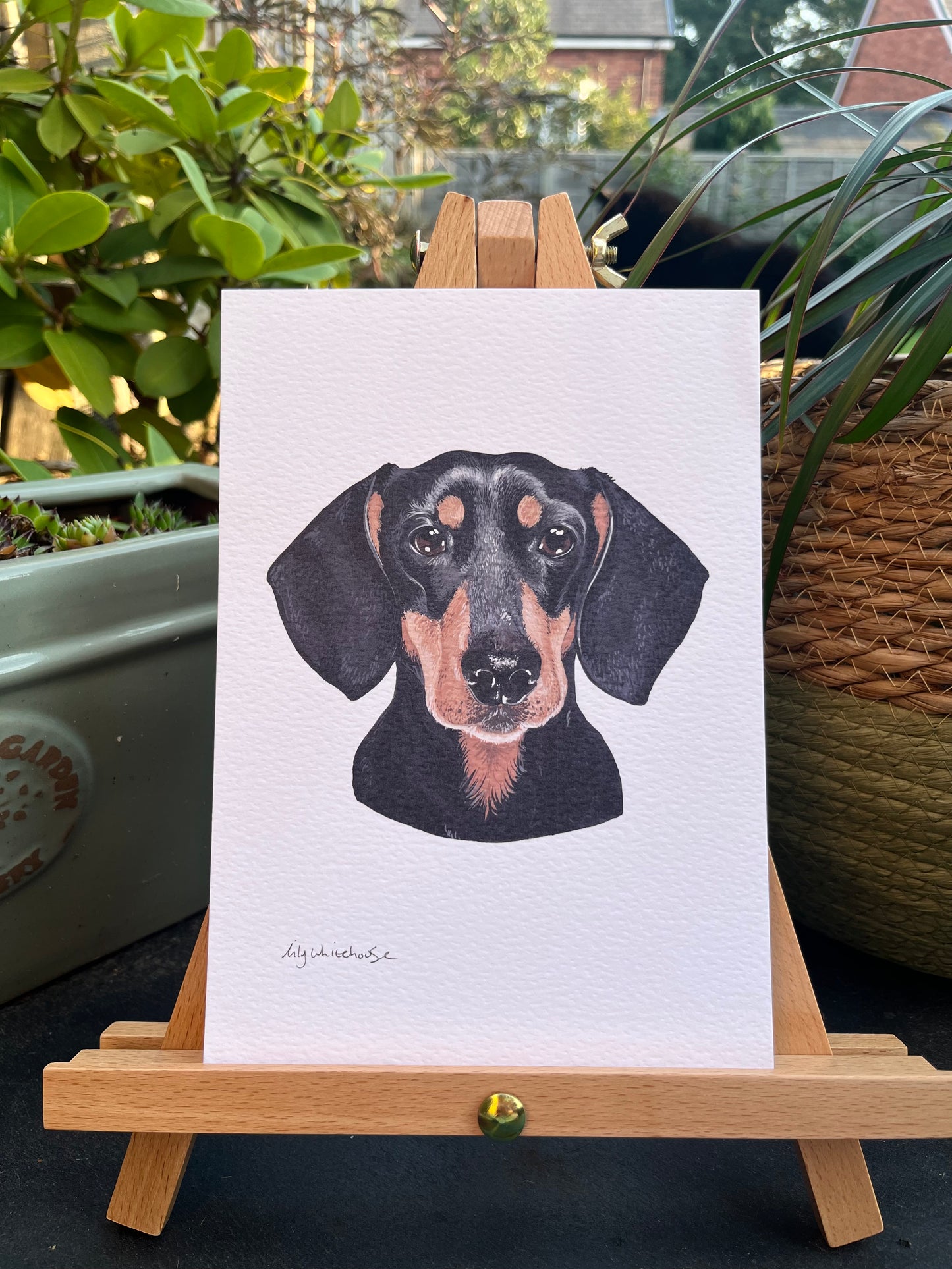 A5 DACHSHUND
