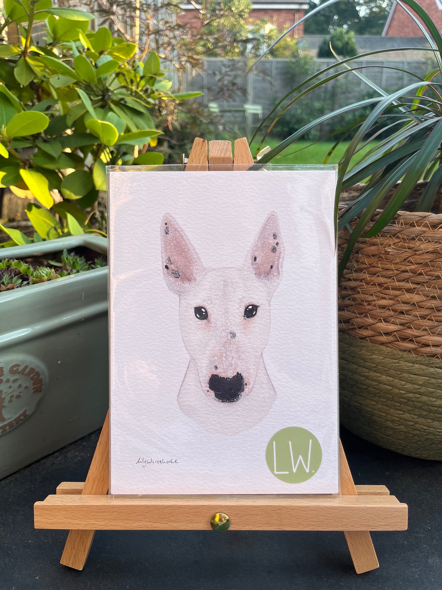 A5 ENGLISH BULL TERRIER