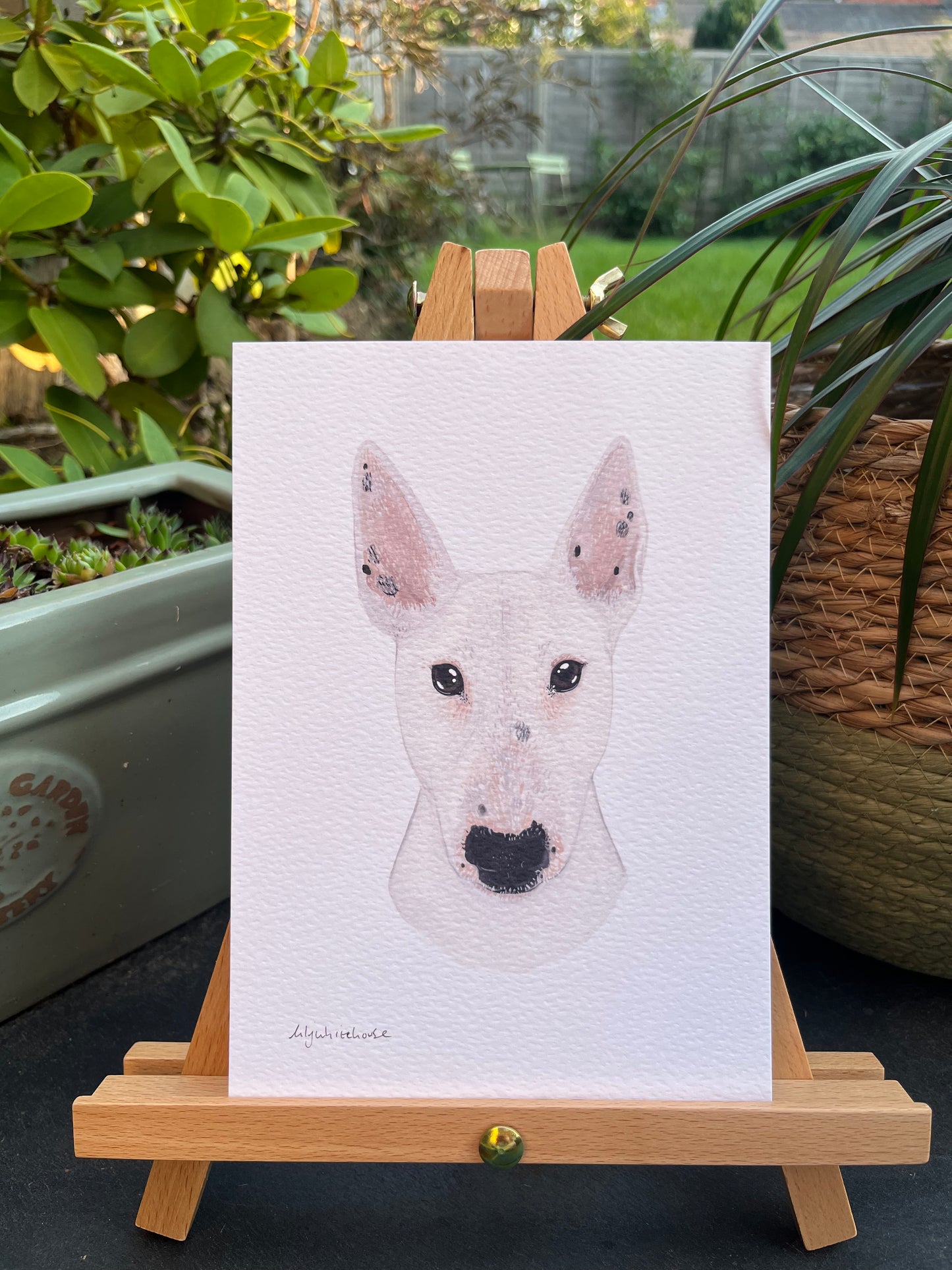 A5 ENGLISH BULL TERRIER