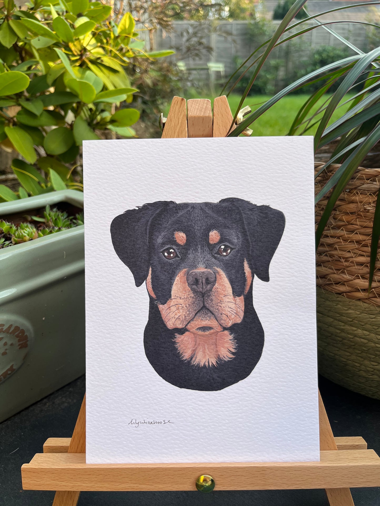 A5 ROTTWEILER