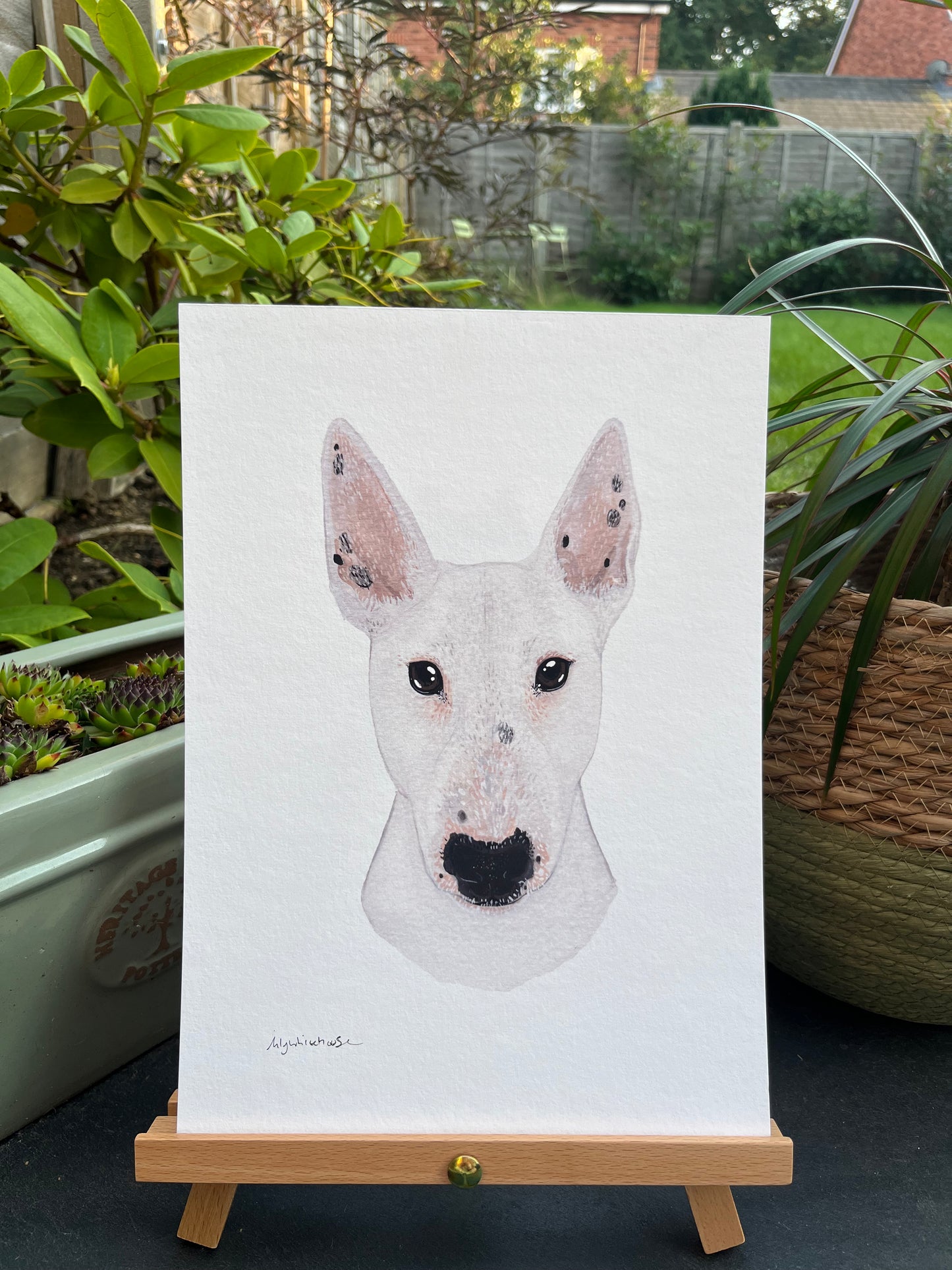 A4 ENGLISH BULL TERRIER
