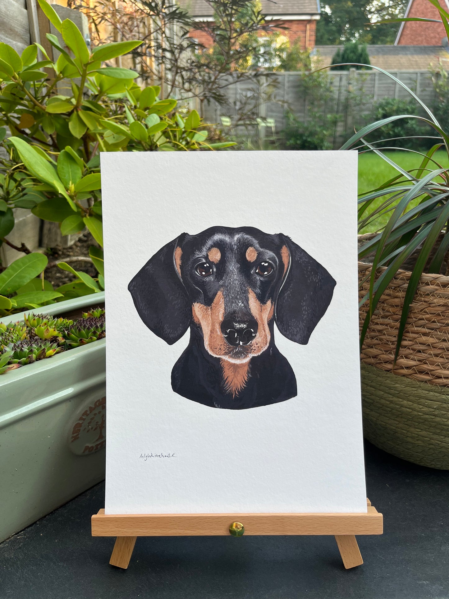 A4 DACHSHUND