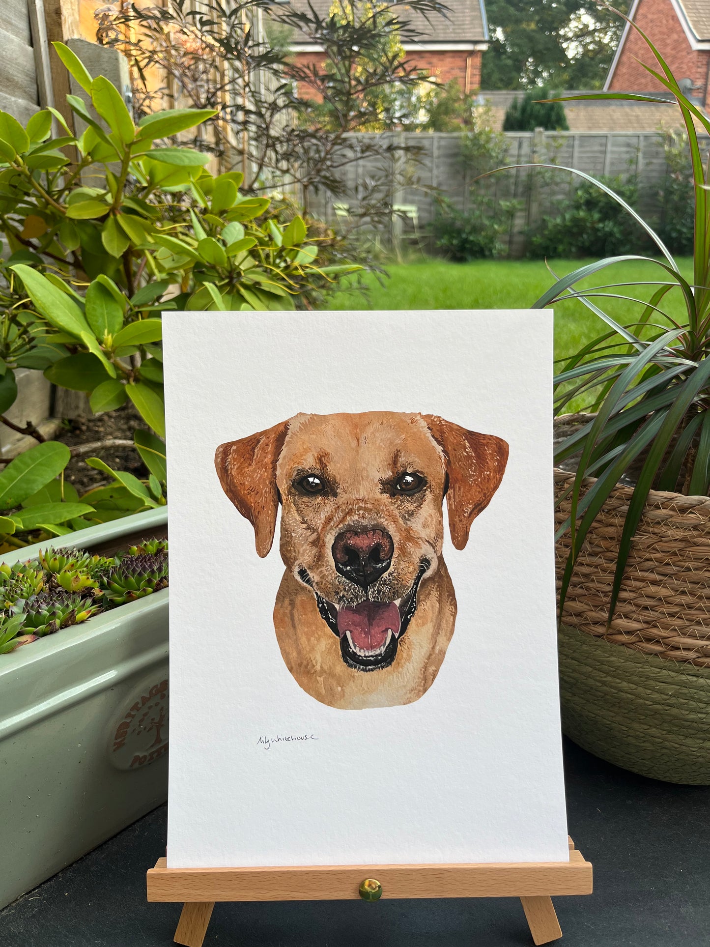 A4 LABRADOR
