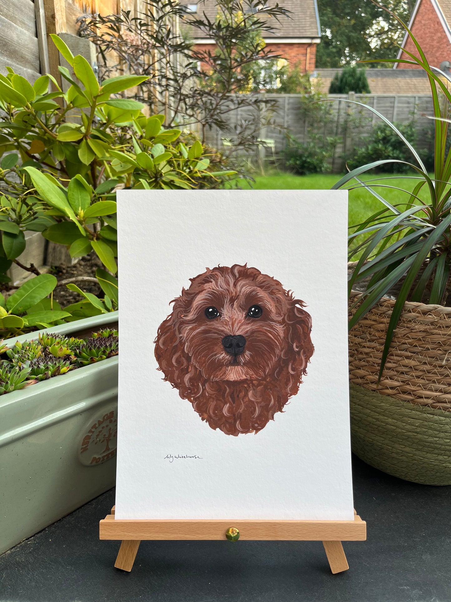 A4 COCKAPOO
