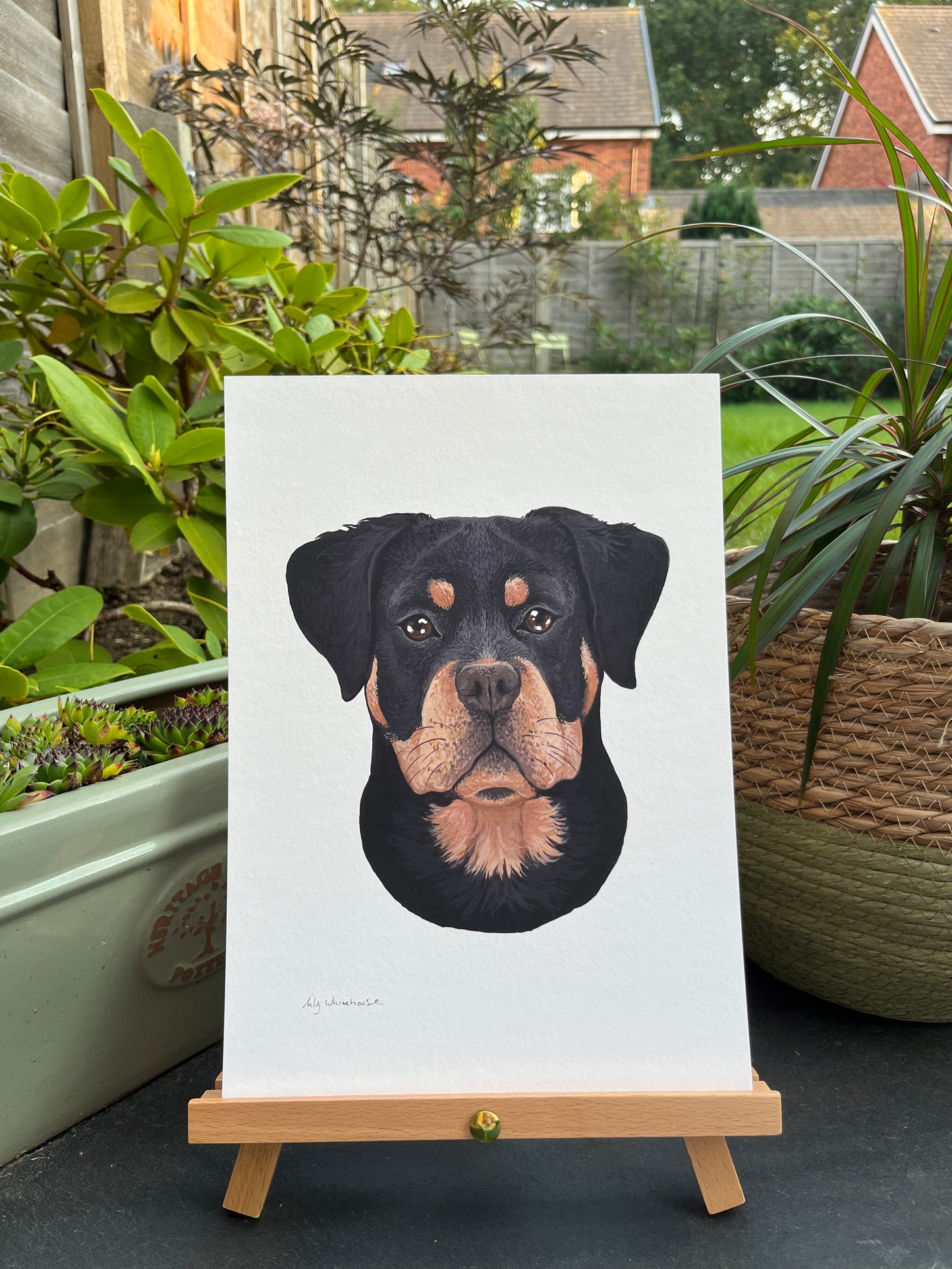 A4 ROTTWEILER