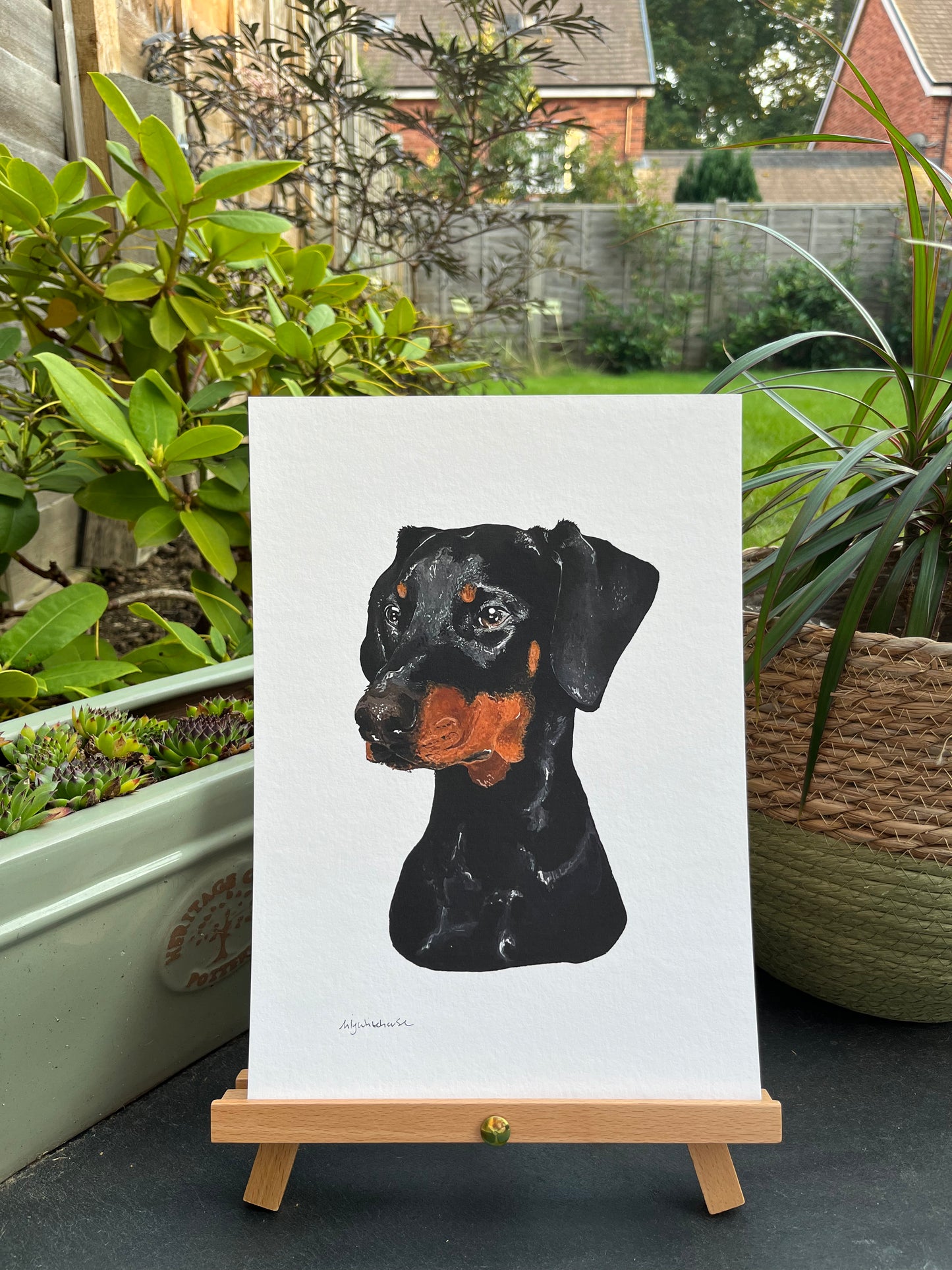 A4 DOBERMAN