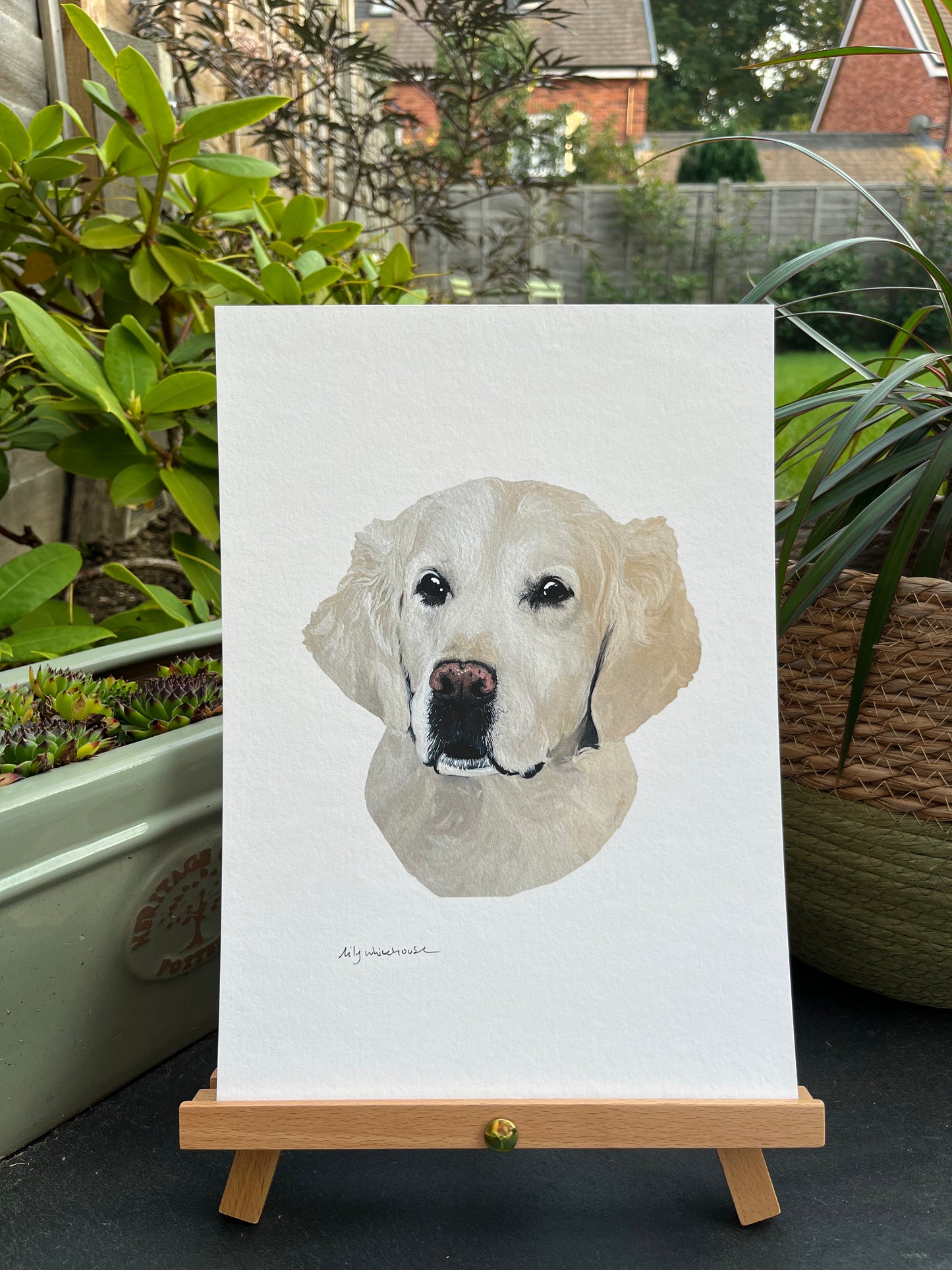 A4 GOLDEN RETRIEVER