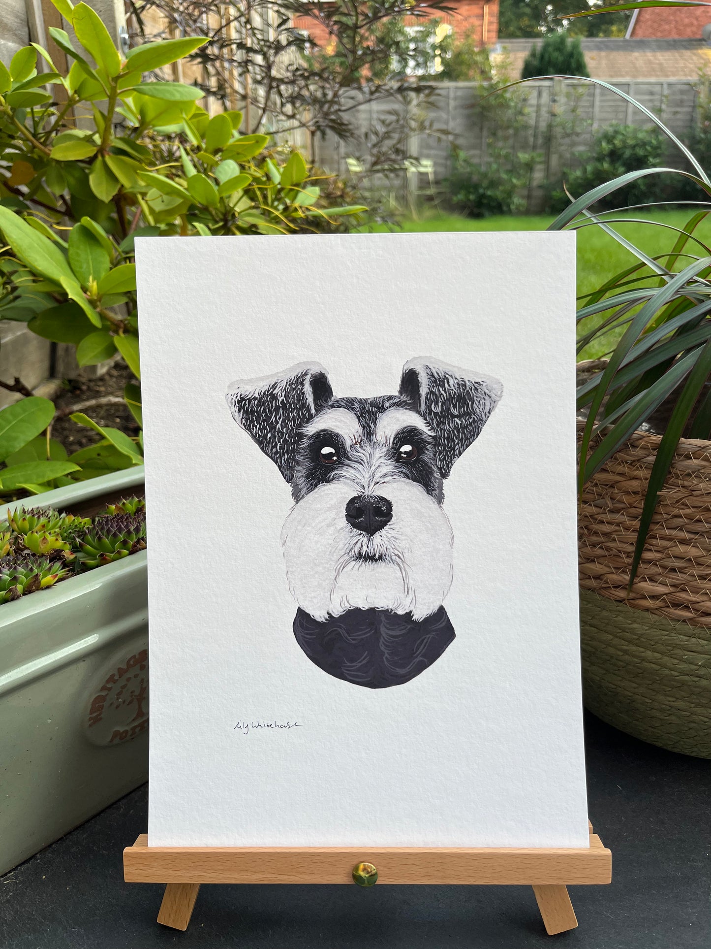 A4 SCHNAUZER